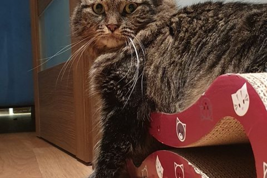 TWININGS Pure Posh*PL