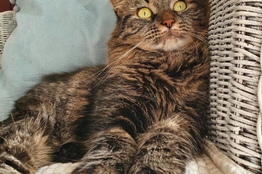 TWININGS Pure Posh*PL