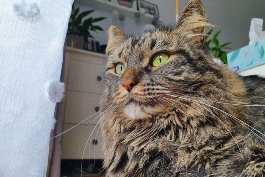 TWININGS Pure Posh*PL