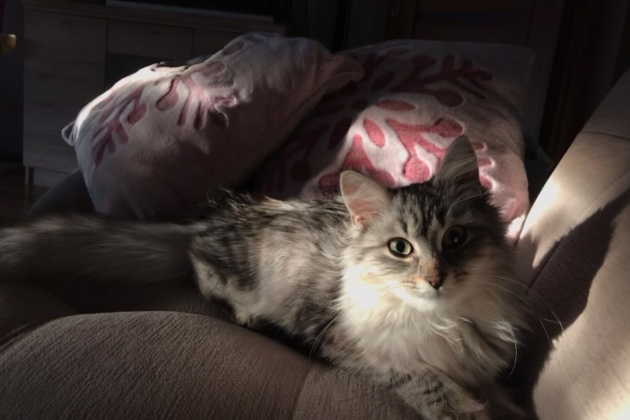 CHANTRE Pure Posh*PL