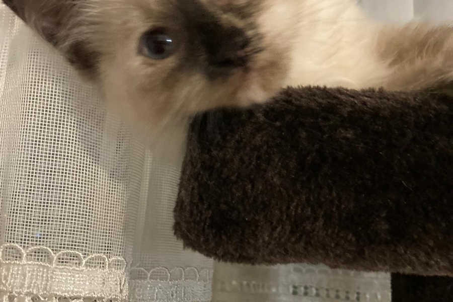 FLOWERS Pure Posh*PL