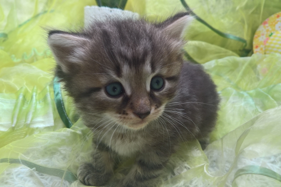 GUINESS Pure Posh*PL