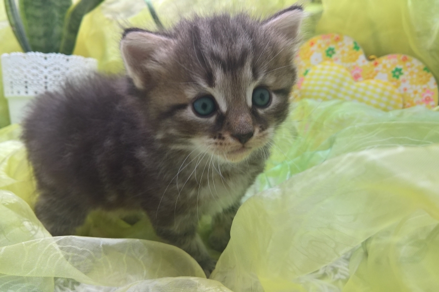 GUINESS Pure Posh*PL