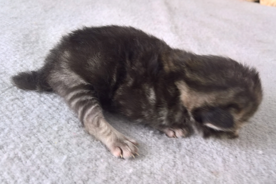 GUINESS Pure Posh*PL