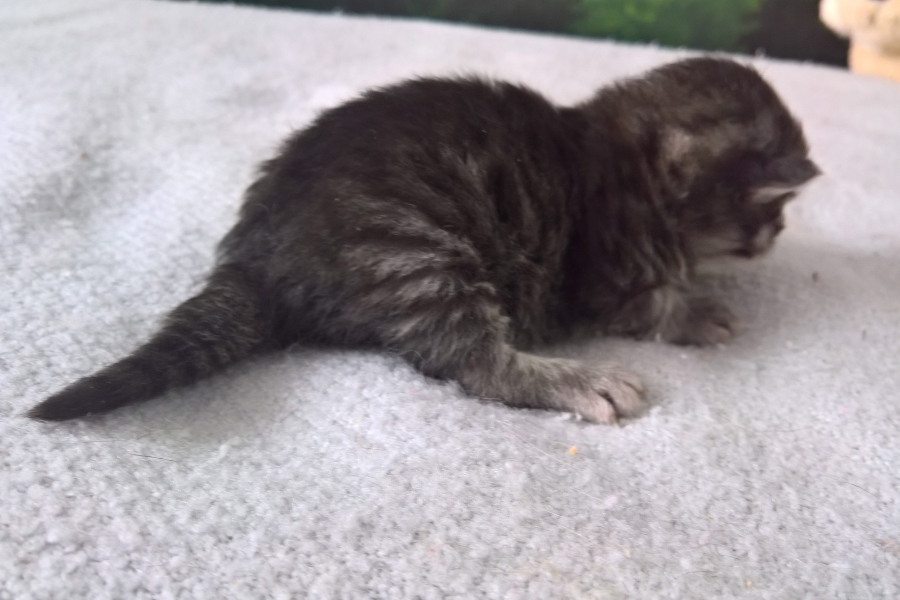 GRIGGIO Pure Posh*PL