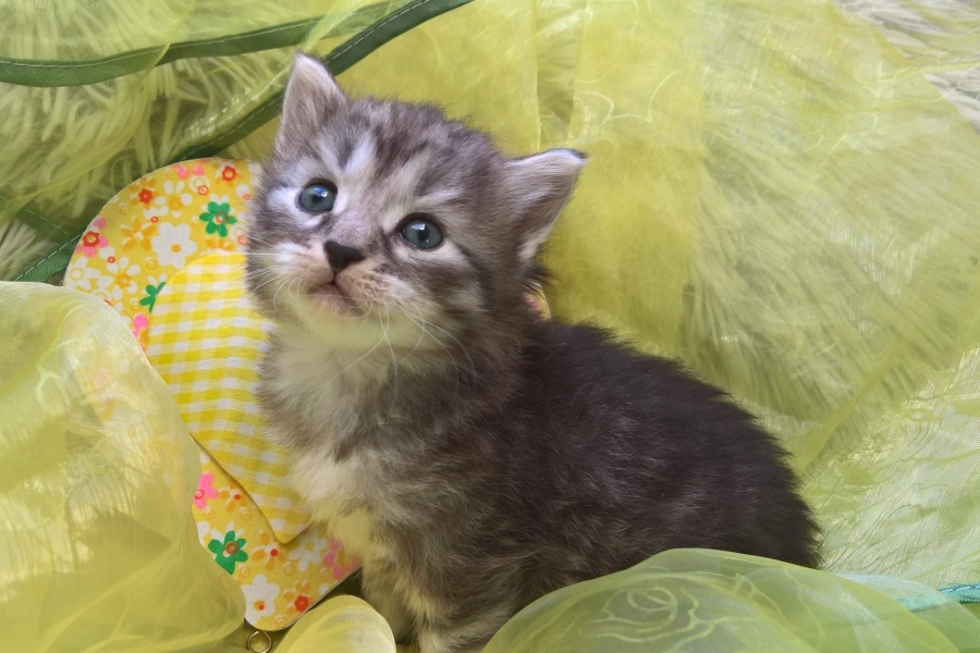 GRIGGIO Pure Posh*PL