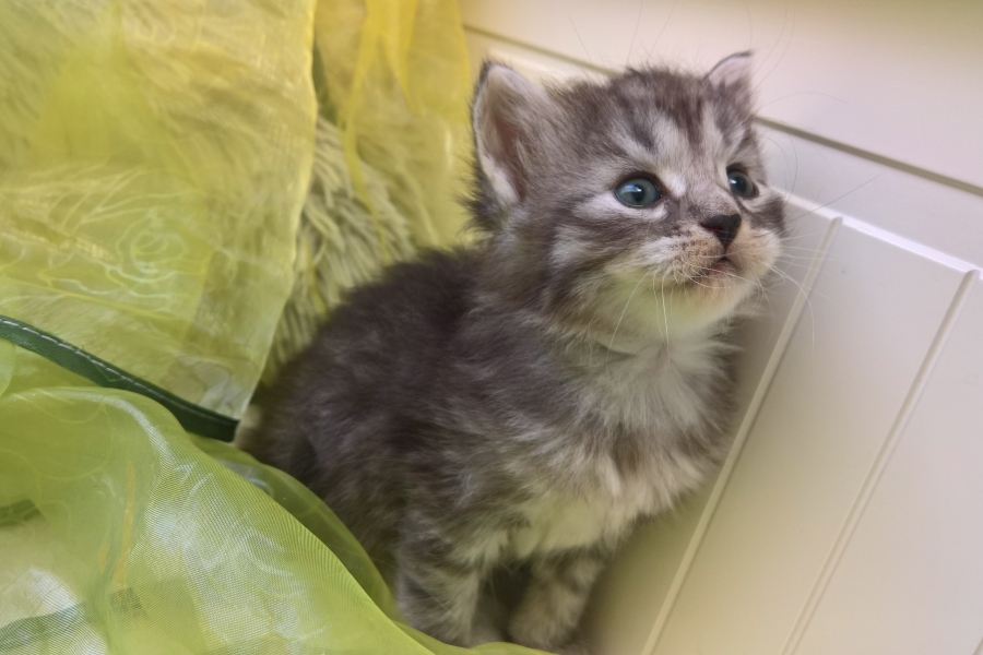 GRIGGIO Pure Posh*PL