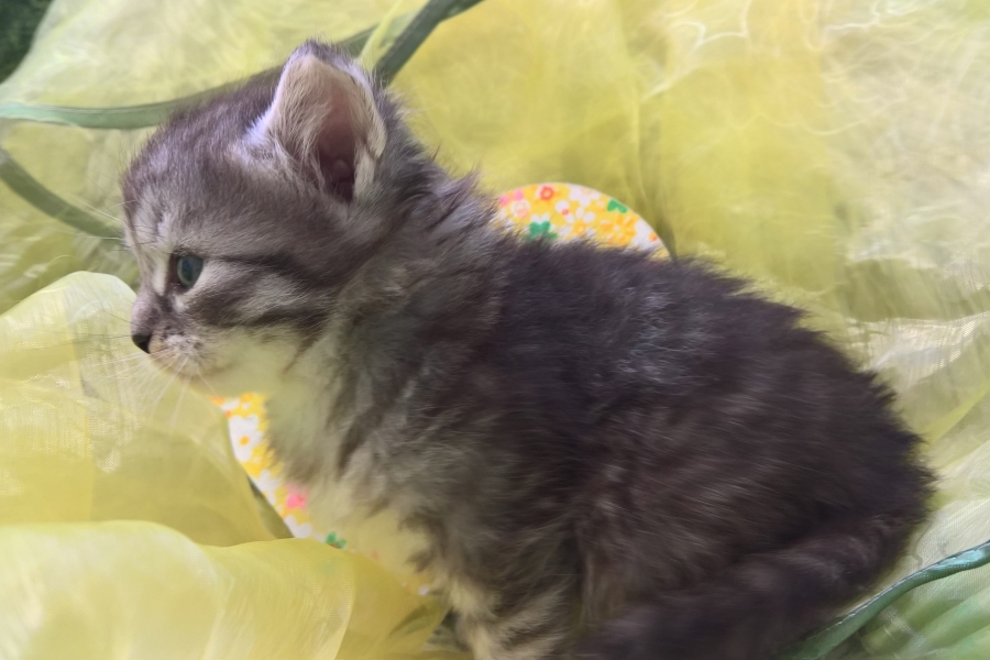 GRIGGIO Pure Posh*PL