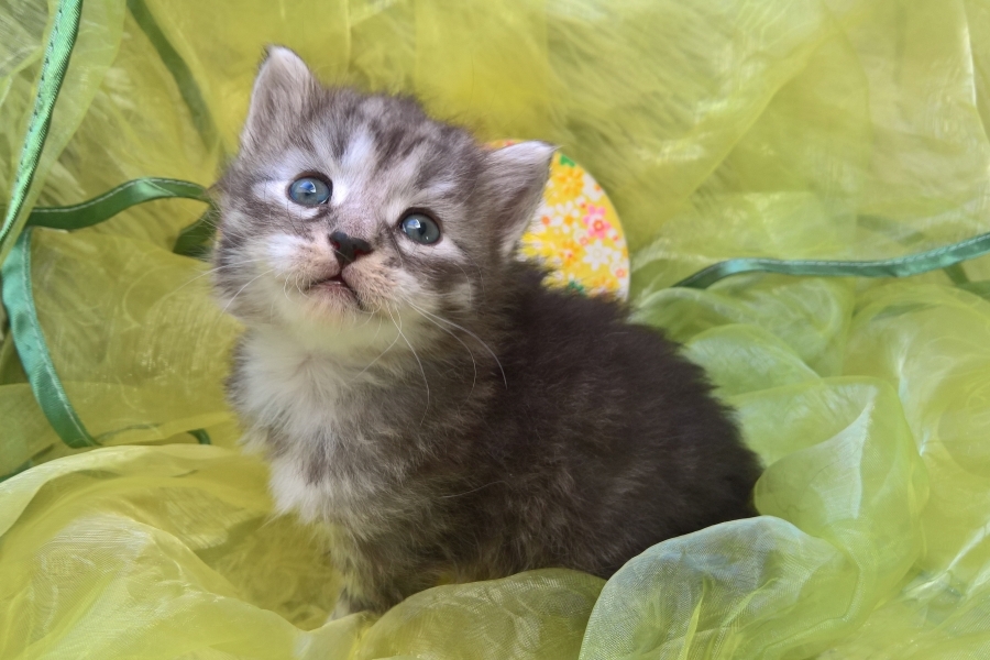 GRIGGIO Pure Posh*PL