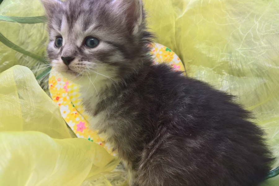 GRIGGIO Pure Posh*PL