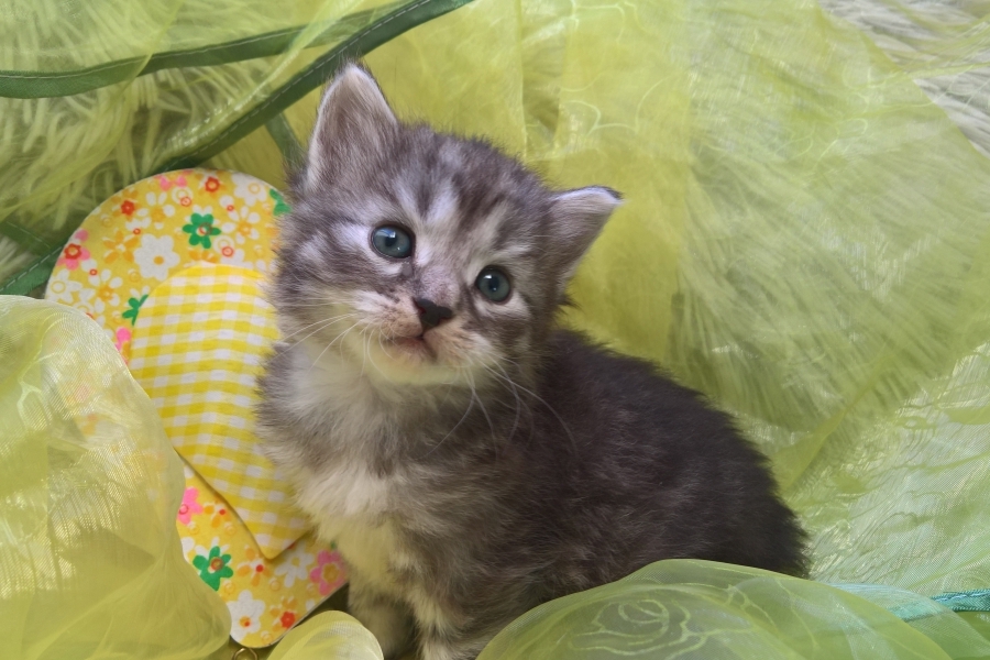 GRIGGIO Pure Posh*PL