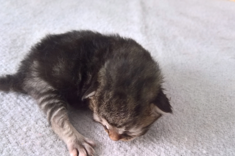 GUINESS Pure Posh*PL