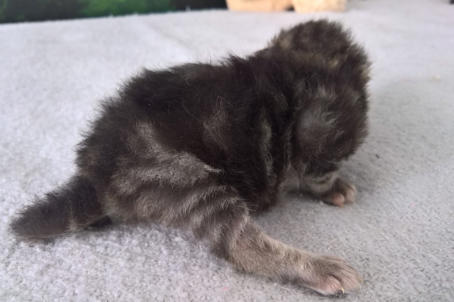 GUINESS Pure Posh*PL