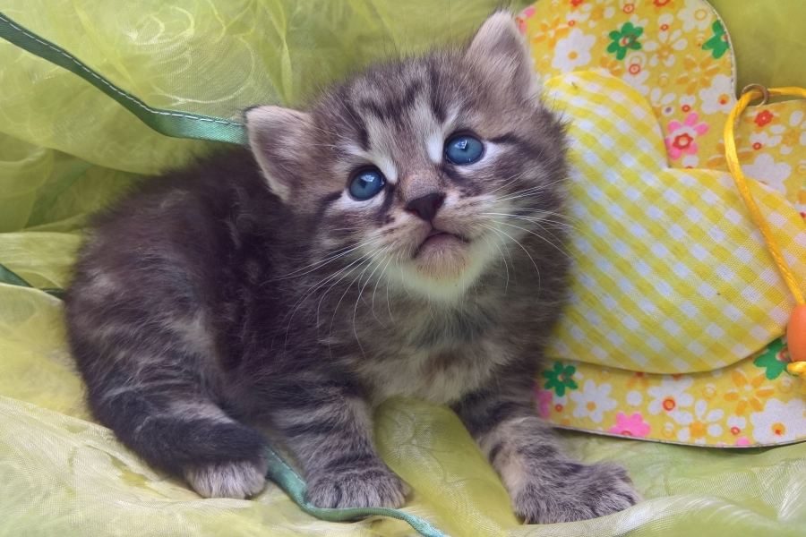 GUINESS Pure Posh*PL