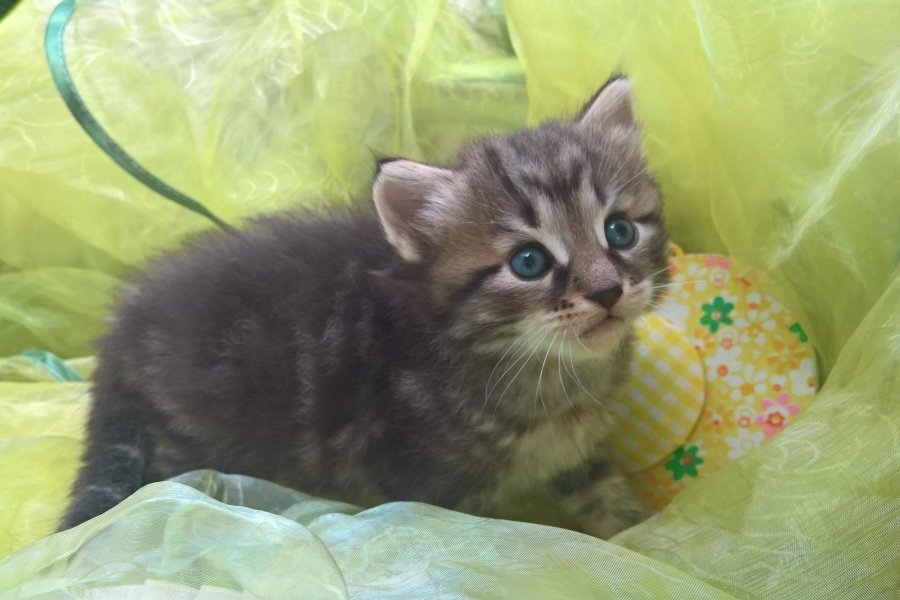 GUINESS Pure Posh*PL