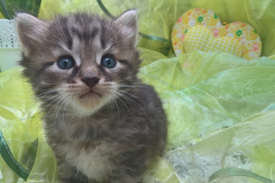 GUINESS Pure Posh*PL