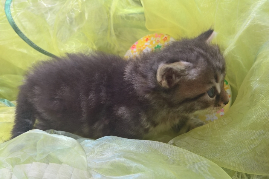 GUINESS Pure Posh*PL