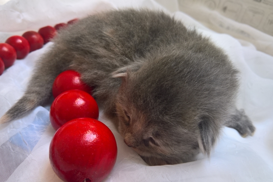 HENEVER Pure Posh*PL