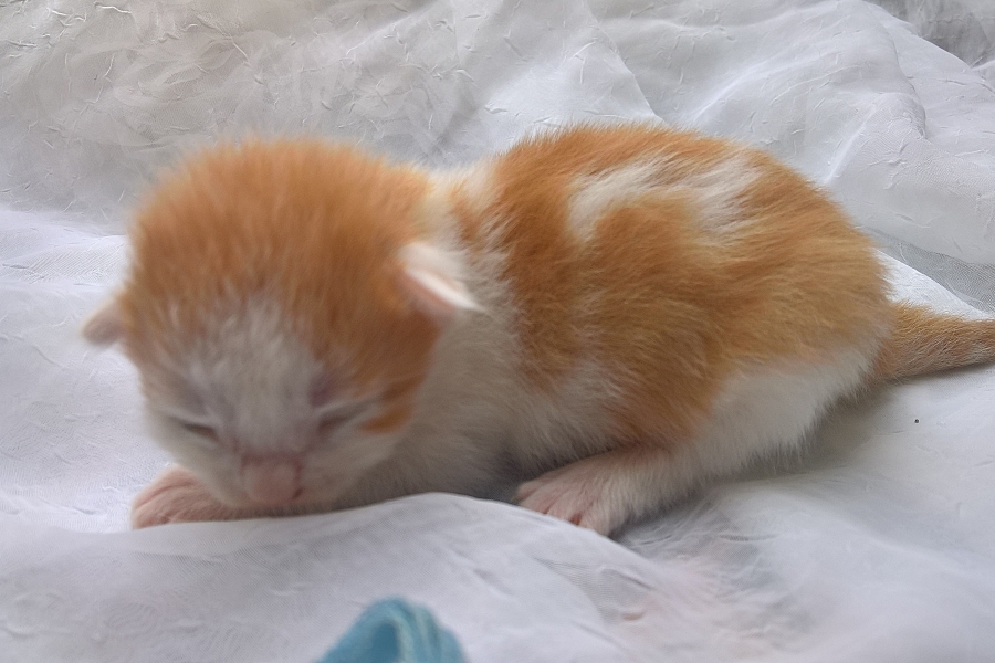 IMPERIAL Pure Posh*PL