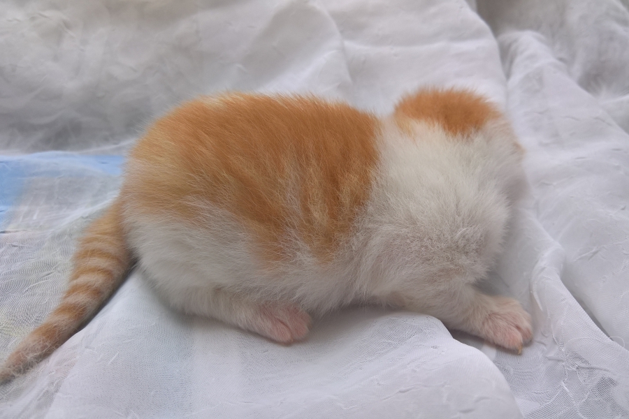 IMPERIAL Pure Posh*PL