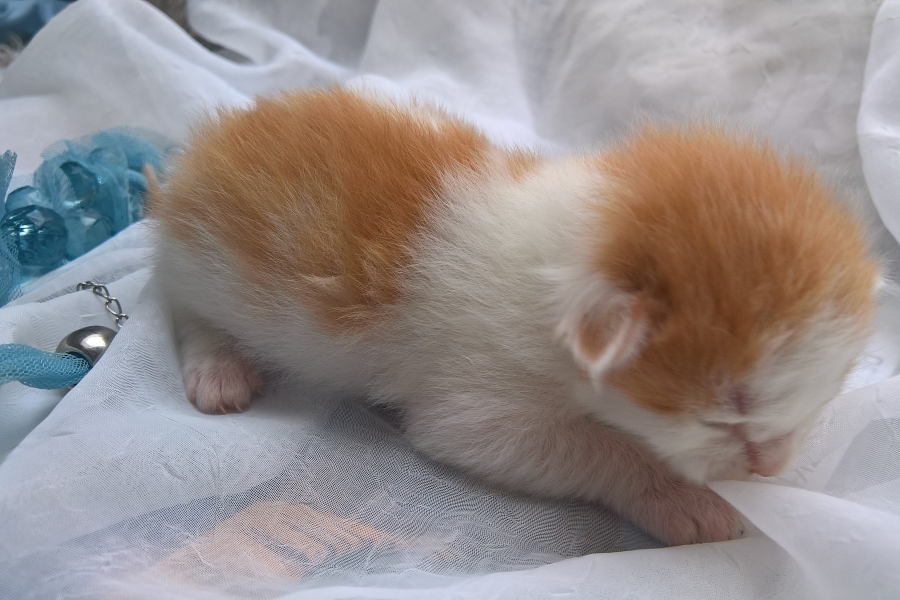 IMPERIAL Pure Posh*PL