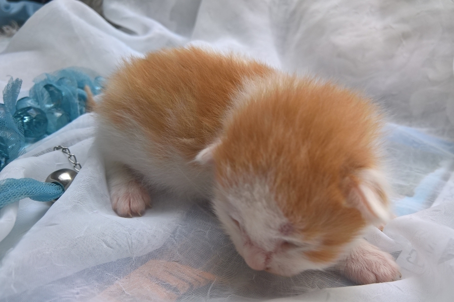 IMPERIAL Pure Posh*PL