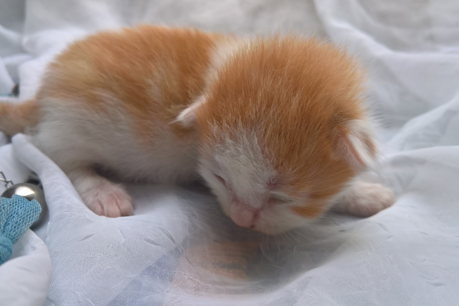 IMPERIAL Pure Posh*PL