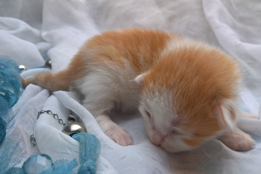 IMPERIAL Pure Posh*PL