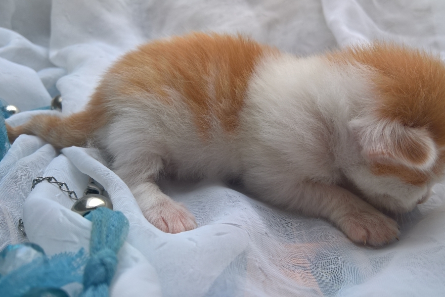 IMPERIAL Pure Posh*PL