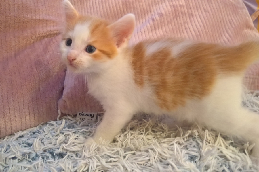 IMPERIAL Pure Posh*PL