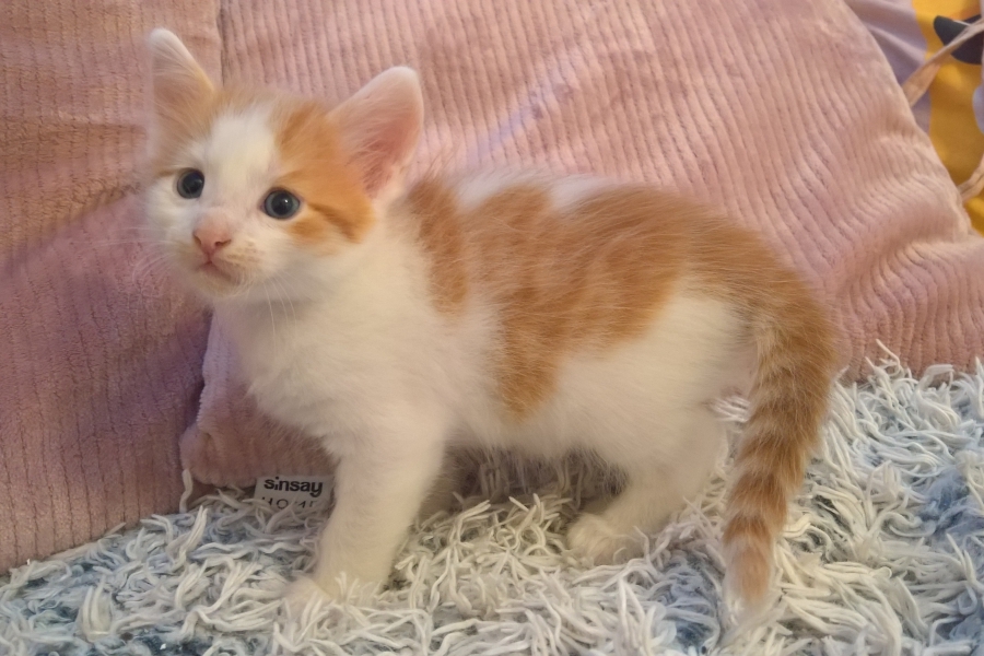 IMPERIAL Pure Posh*PL