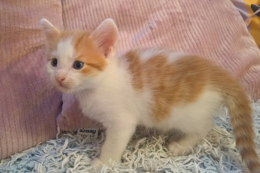 IMPERIAL Pure Posh*PL