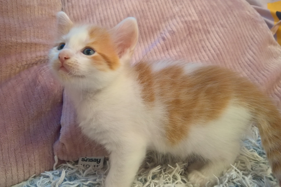 IMPERIAL Pure Posh*PL