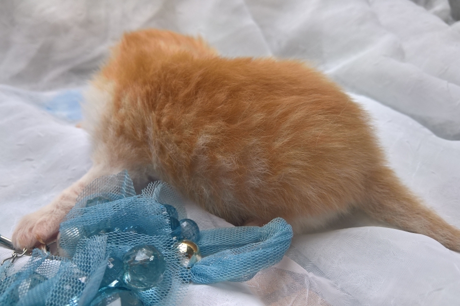 IRISH COFFEE Pure Posh*PL