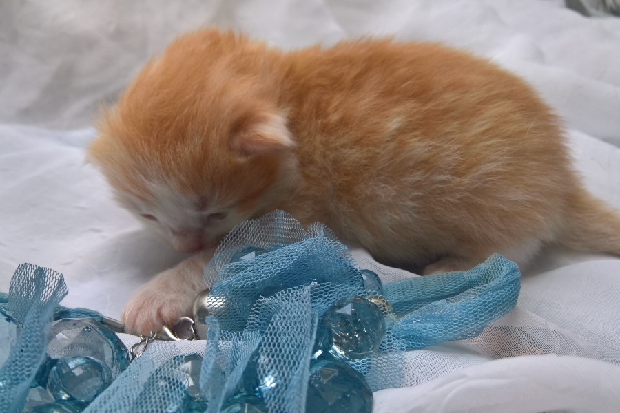 IRISH COFFEE Pure Posh*PL