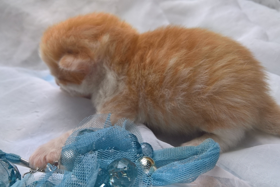 IRISH COFFEE Pure Posh*PL