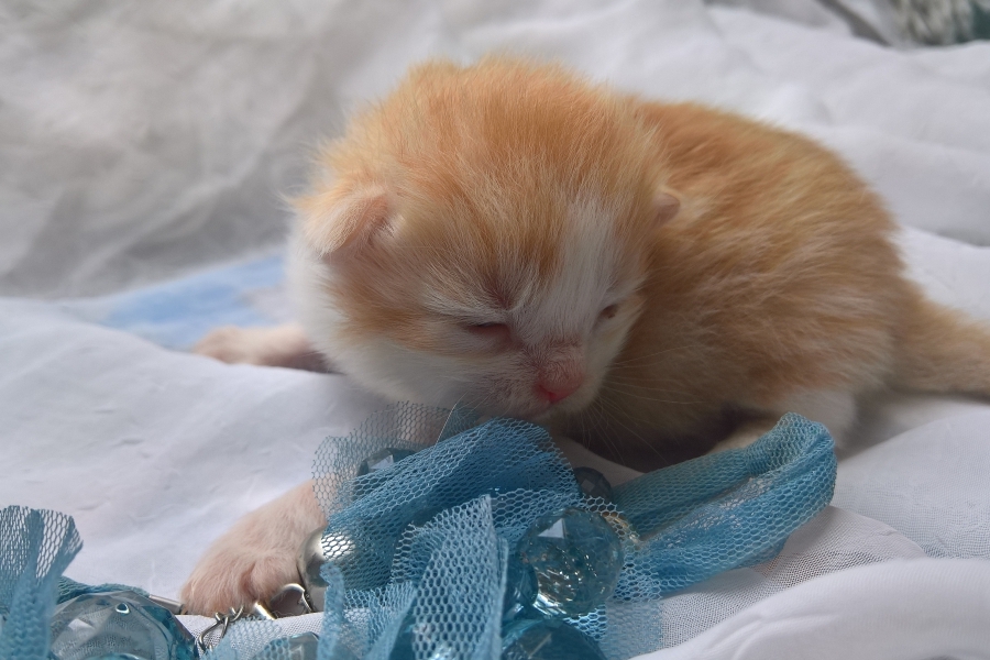 IRISH COFFEE Pure Posh*PL