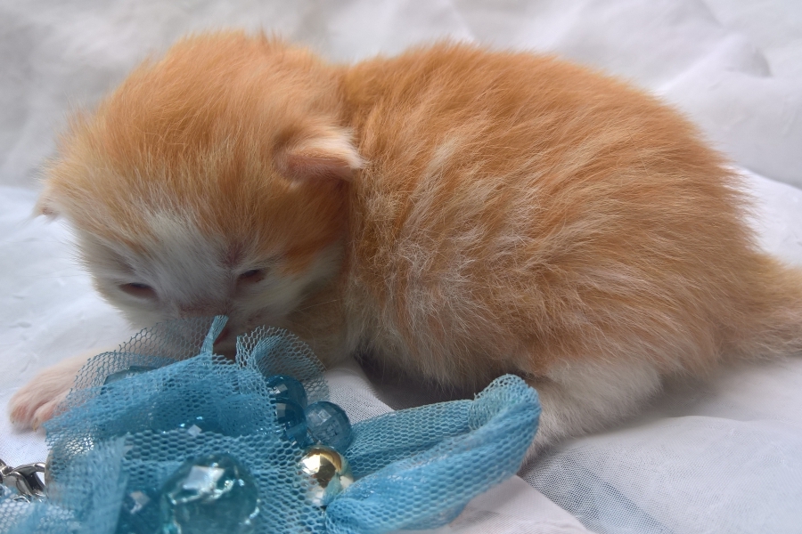 IRISH COFFEE Pure Posh*PL