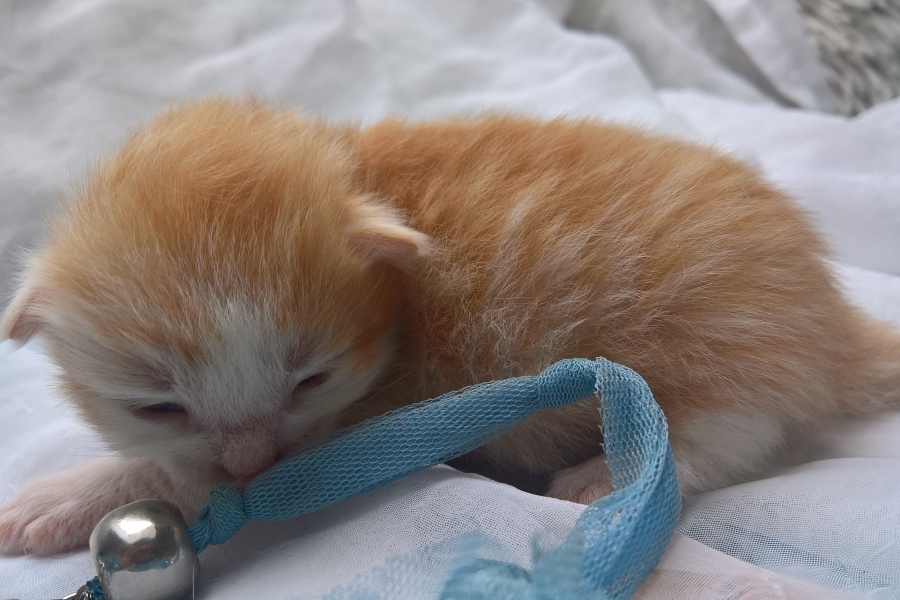 IRISH COFFEE Pure Posh*PL