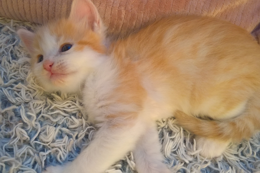 IRISH COFFEE Pure Posh*PL