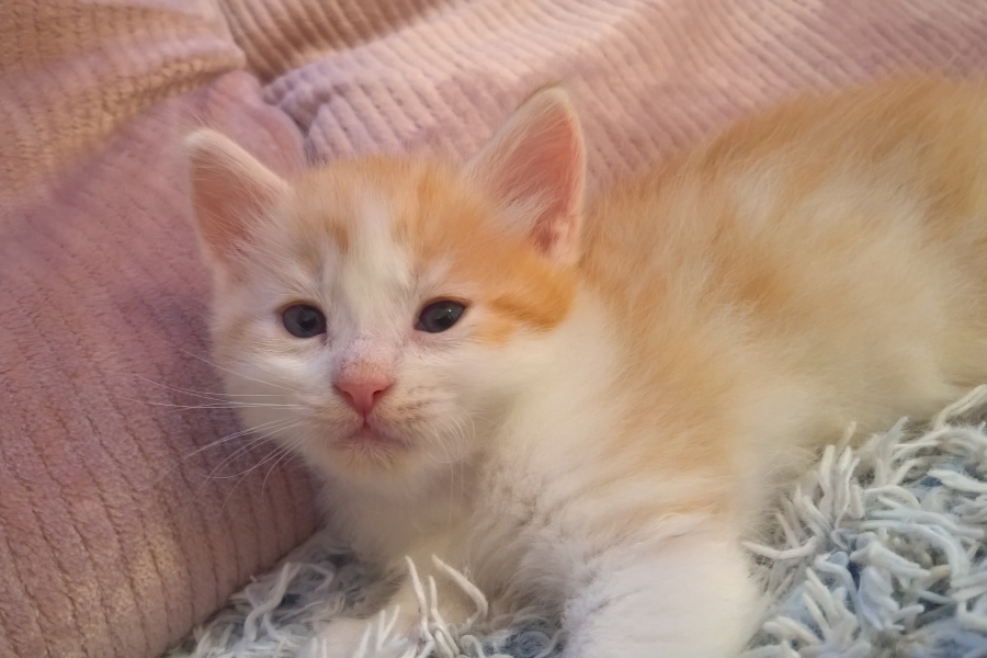 IRISH COFFEE Pure Posh*PL