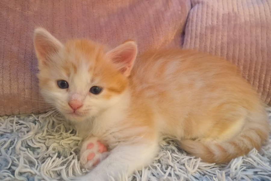 IRISH COFFEE Pure Posh*PL