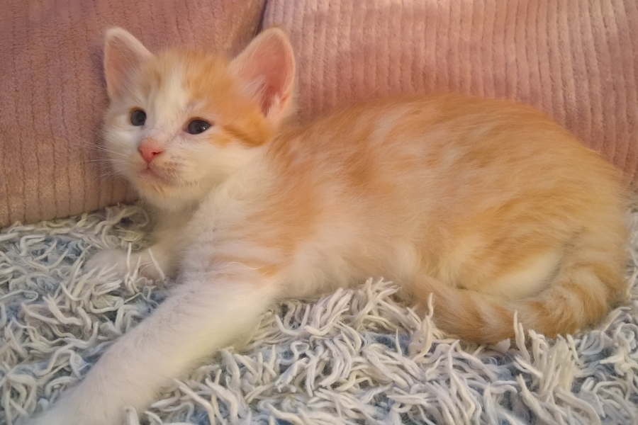 IRISH COFFEE Pure Posh*PL