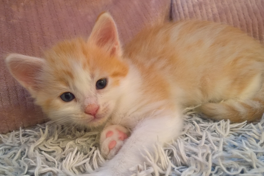 IRISH COFFEE Pure Posh*PL