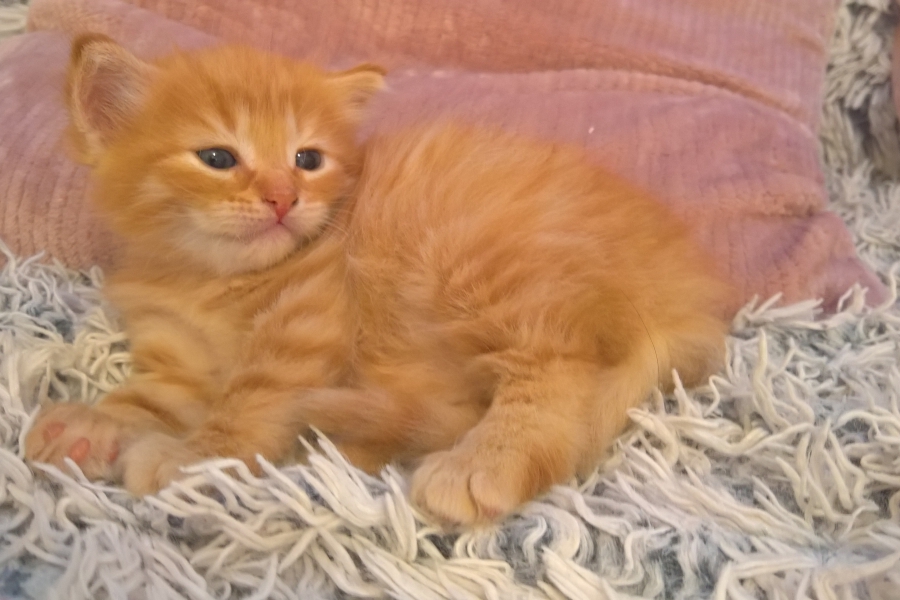 IRISH MIST Pure Posh*PL