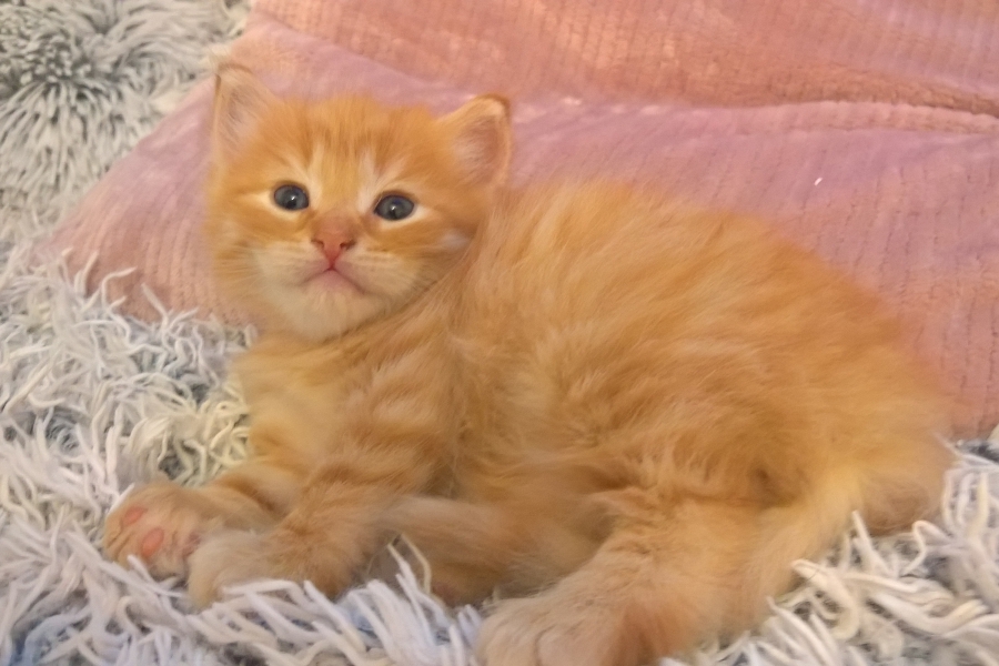 IRISH MIST Pure Posh*PL