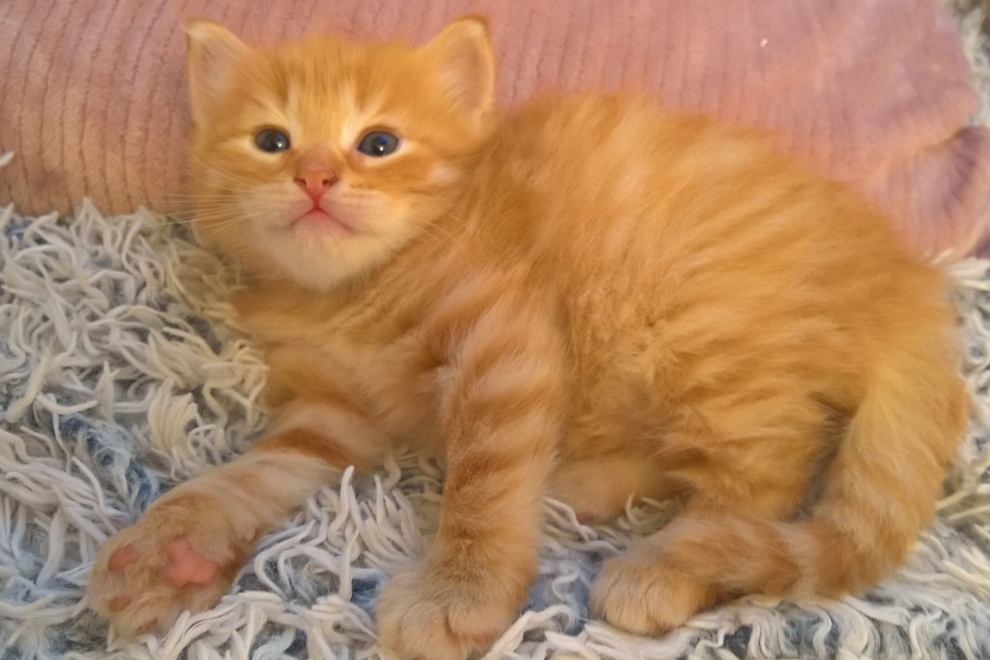 IRISH MIST Pure Posh*PL