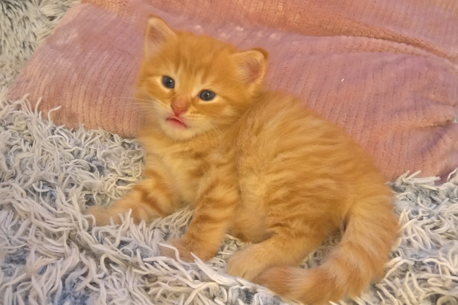 IRISH MIST Pure Posh*PL