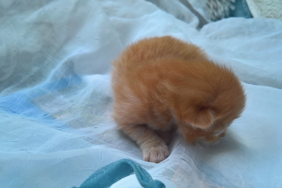 IRISH MIST Pure Posh*PL