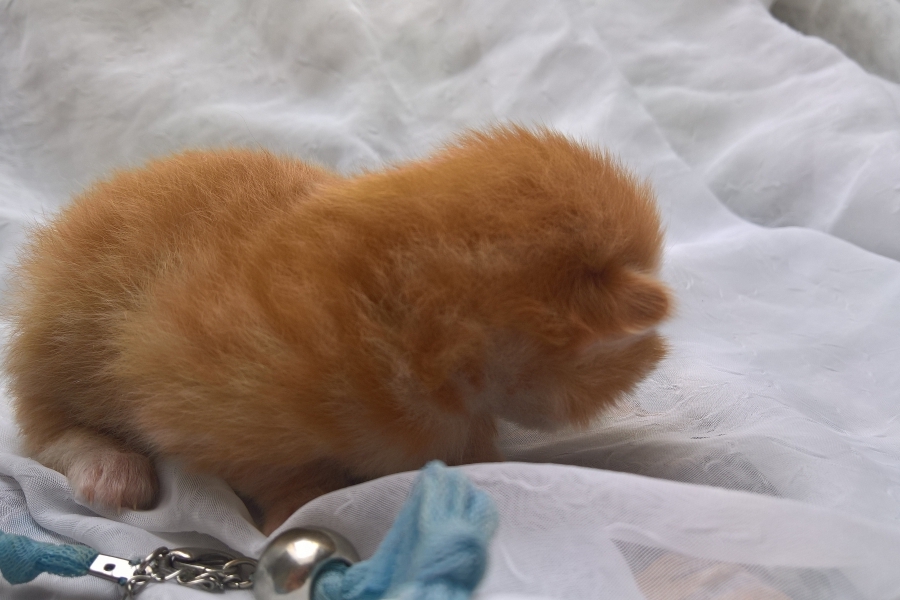 IRISH MIST Pure Posh*PL